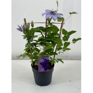 Nolina Clematis | Boulevard Blue