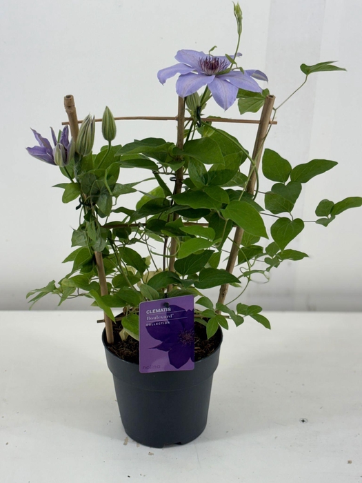 <h4>Nolina Clematis | Boulevard Blue</h4>