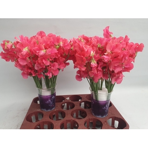 LATHYR PARFUM CORAL