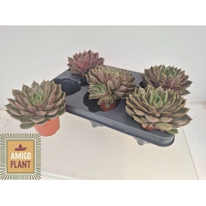 ECHEV ROSETTA MARIPO