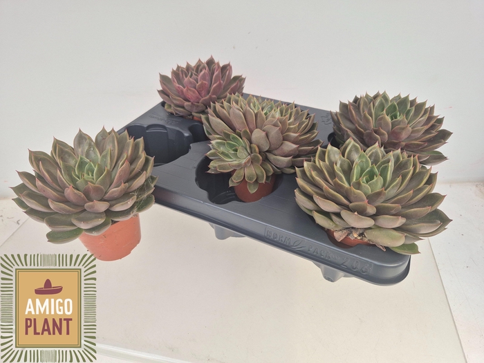 <h4>ECHEV ROSETTA MARIPO</h4>