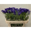 Campanula Cham Blue