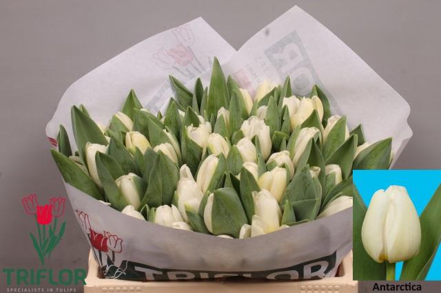 <h4>TU EN ANTARCTICA</h4>