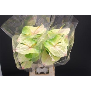 Anthurium Lucardi