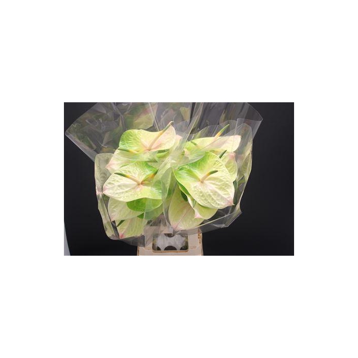 <h4>Anthurium Lucardi</h4>