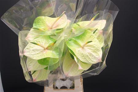 Anthurium Lucardi