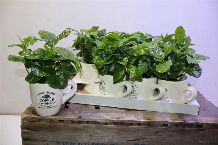<h4>Coffea Arabica</h4>