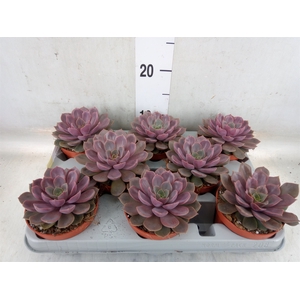Echeveria   ...