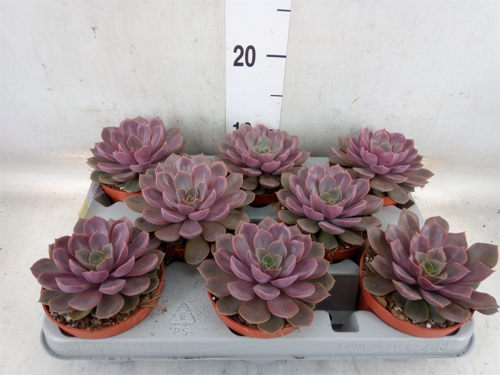 <h4>Echeveria   ...</h4>
