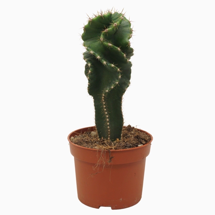 <h4>Cactus</h4>