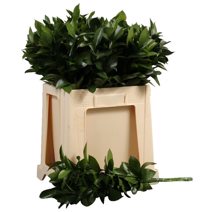 <h4>RUSCUS HYPOPHYLLUM</h4>