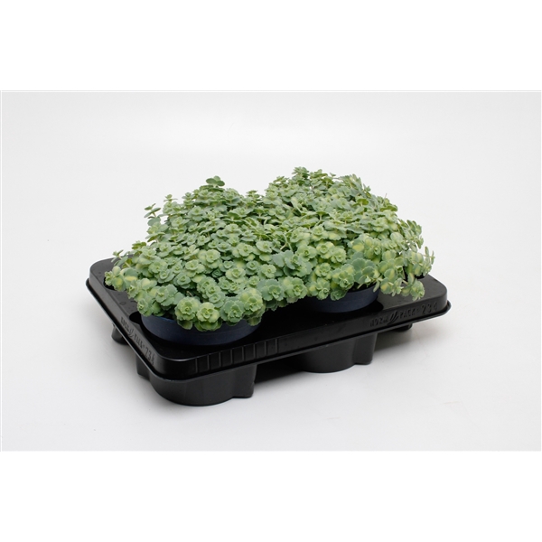 <h4>Sedum Siebolii</h4>