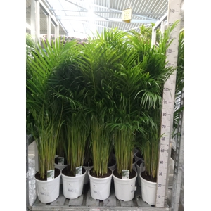 Dypsis lutescens   ...Chrysalidoca
