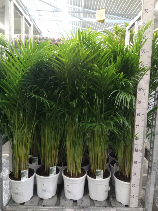 <h4>Dypsis lutescens   ...Chrysalidoca</h4>