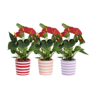 Anthurium Diamond Red in Vibe ceramics