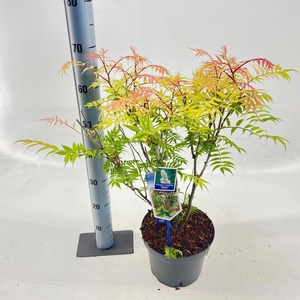 sorbifolia Sem