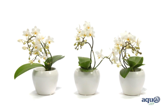 <h4>Lisa White Tiny Dolls Wild 3/4T18+ Aqu@</h4>