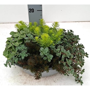 SEDUM GEM