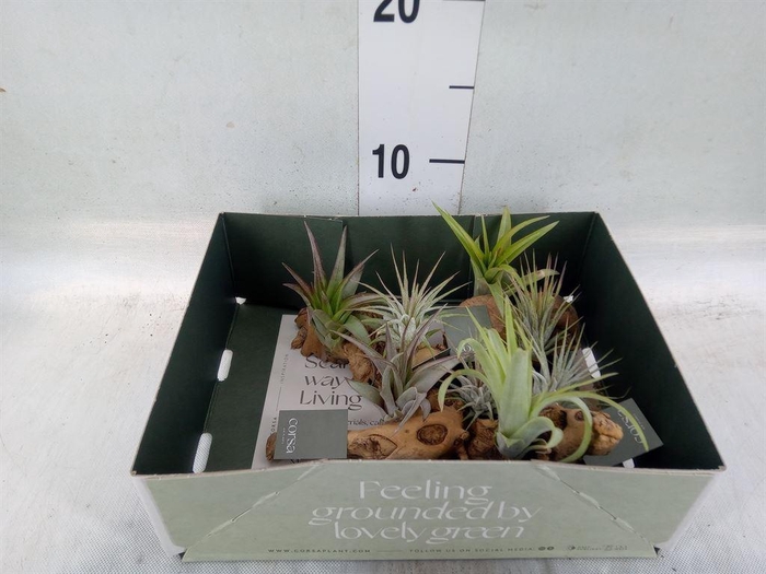<h4>Arr.  Tillandsia L%</h4>