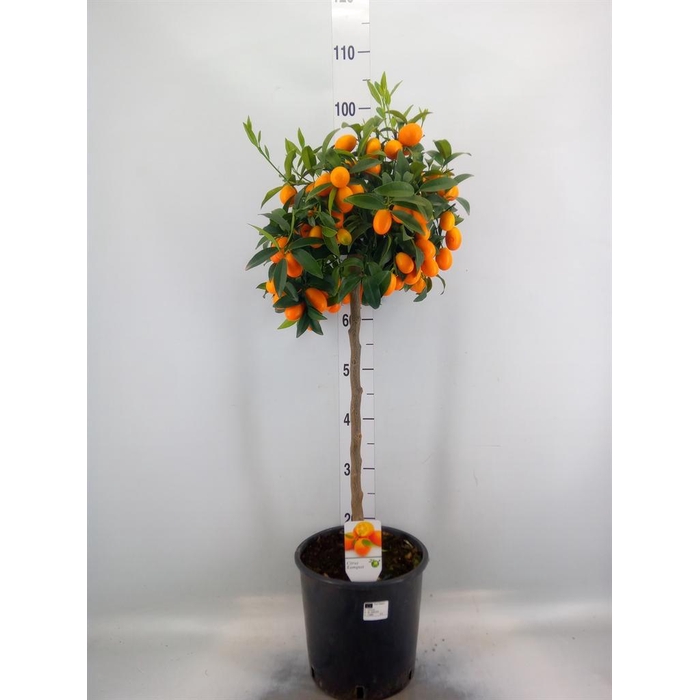 <h4>Citrus   ...</h4>