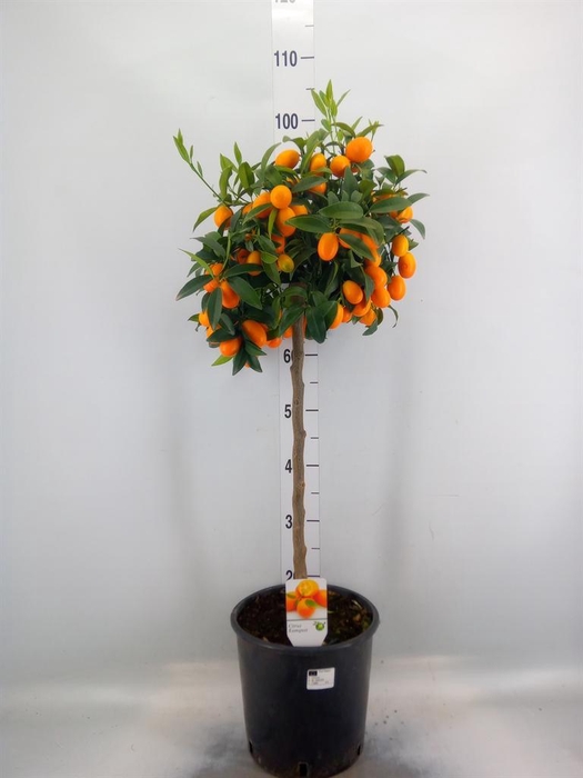 Citrus   ...