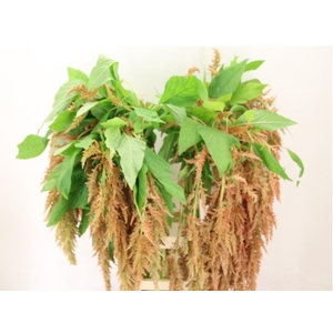 AMAR CA D W SALVI RS