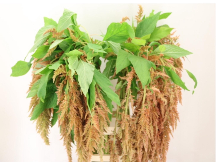 <h4>AMAR CA D W SALVI RS</h4>