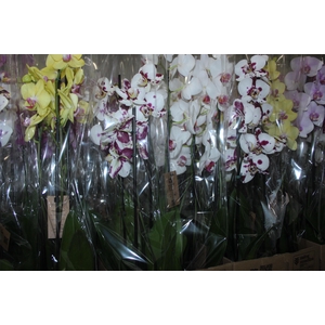 PHALAENOPSIS P12 3 HT