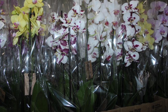 <h4>PHALAENOPSIS P12 3 HT</h4>