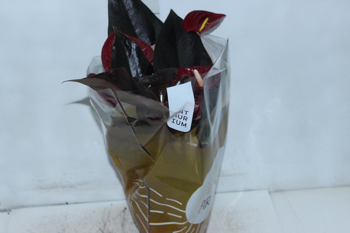 <h4>ANTHURIUM DELICATA P17</h4>