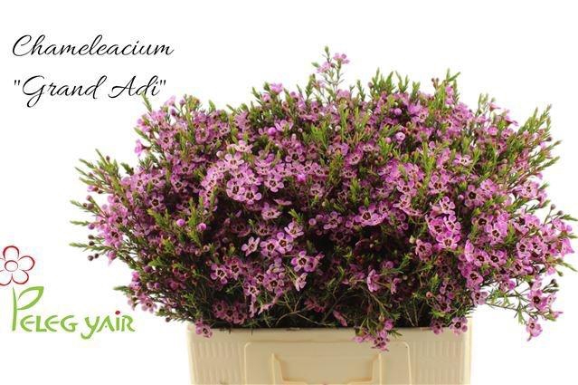 <h4>CHAME ME GRAND ADI</h4>