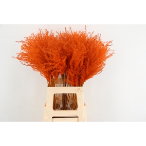 DF Miscanthus 70cm Orange