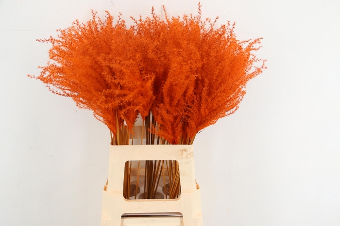 <h4>DF Miscanthus 70cm Orange</h4>