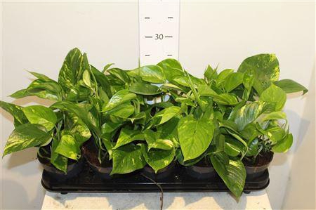 <h4>Epipr Aureum</h4>