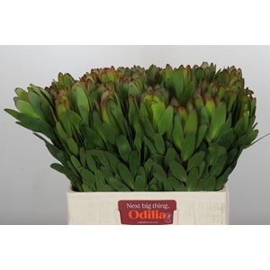 Leucadendron Goldstrike