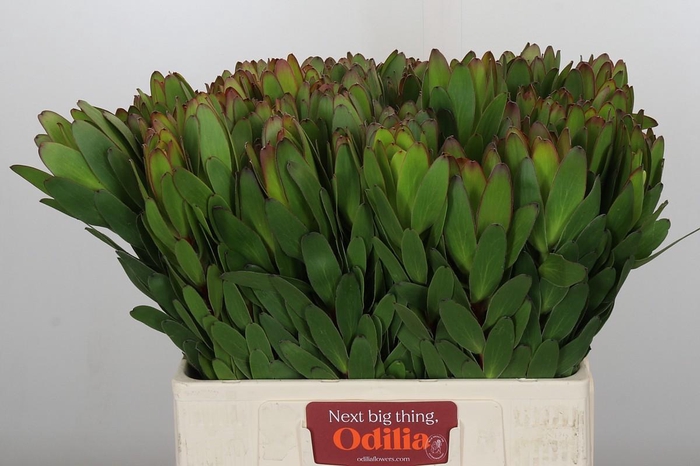 <h4>Leucadendron Goldstrike</h4>