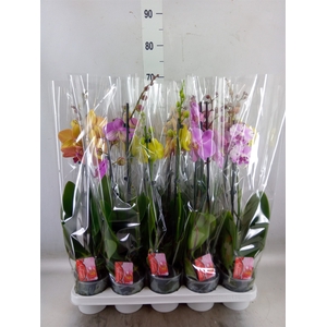 Phalaenopsis   ...mix