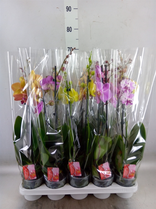 <h4>Phalaenopsis   ...mix</h4>