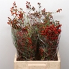Rosa Corallo Orange Red
