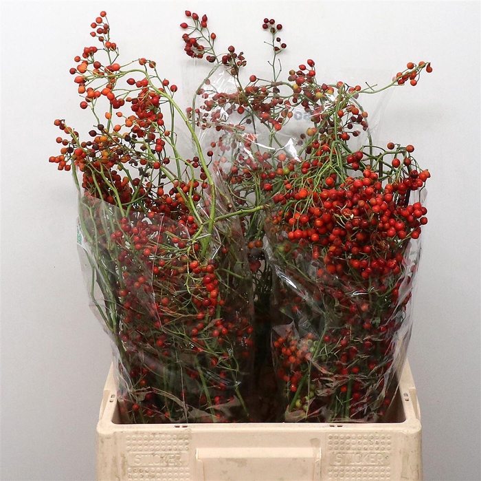 Rosa Corallo Orange Red