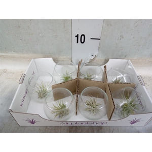 Tillandsia