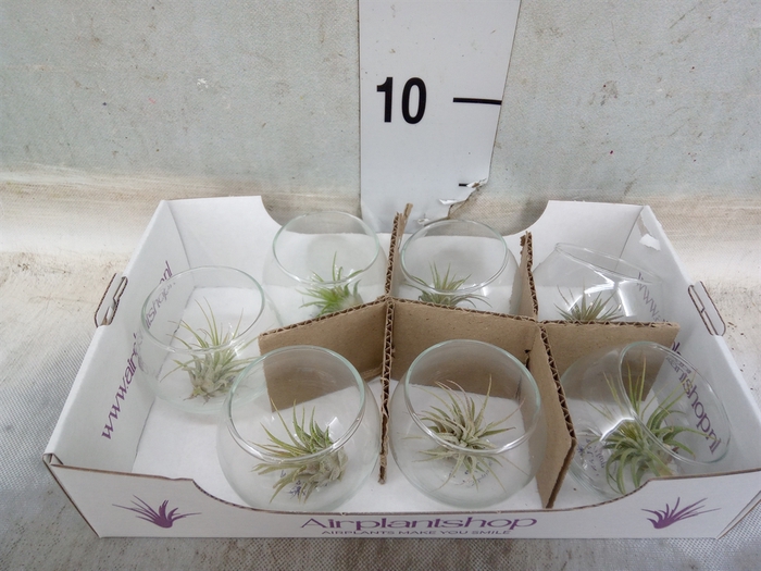 <h4>Tillandsia</h4>