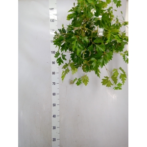 Cissus rhombifolia 'Ellen Danica'