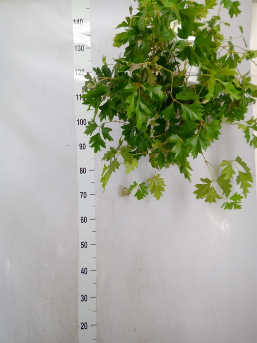 <h4>Cissus rhombifolia 'Ellen Danica'</h4>