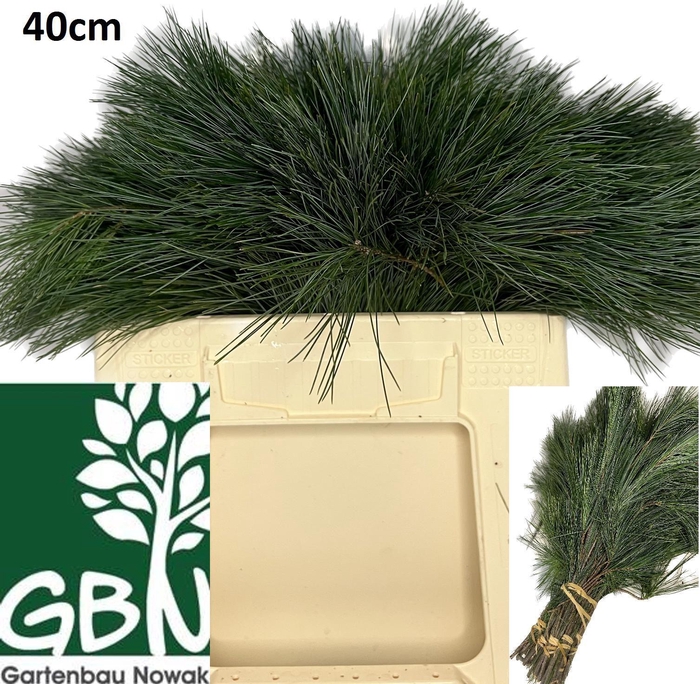 <h4>PINUS STROBUS</h4>