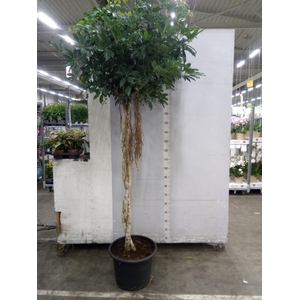 Schefflera arbor. 'Compacta'