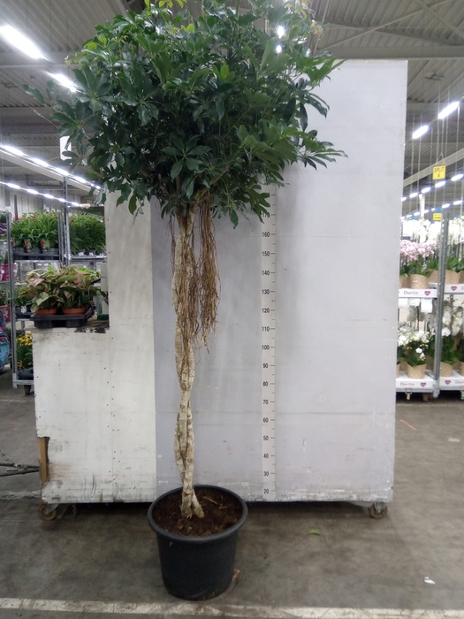 <h4>Schefflera arbor. 'Compacta'</h4>