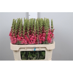 Antir Avignon Rose