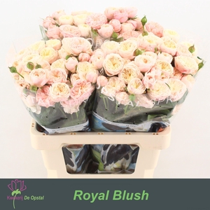 R TR ROYAL BLUSH