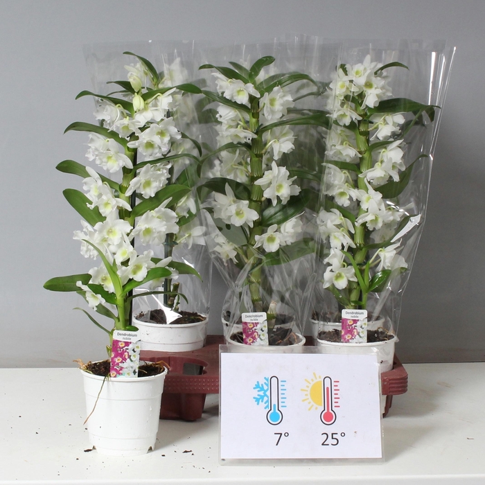 <h4>DENDR N SC APOLLON</h4>